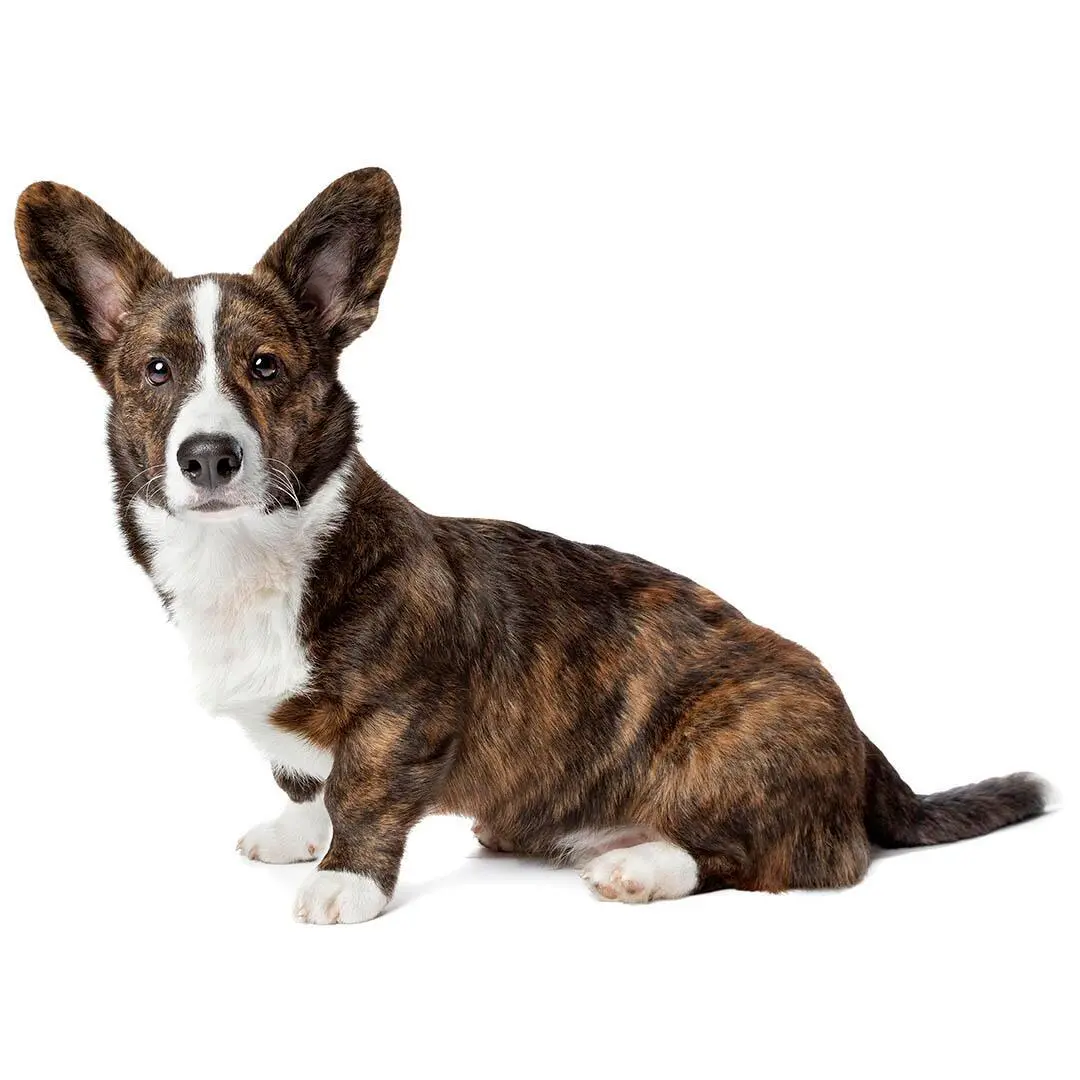 Welsh Corgi (Cardigan)