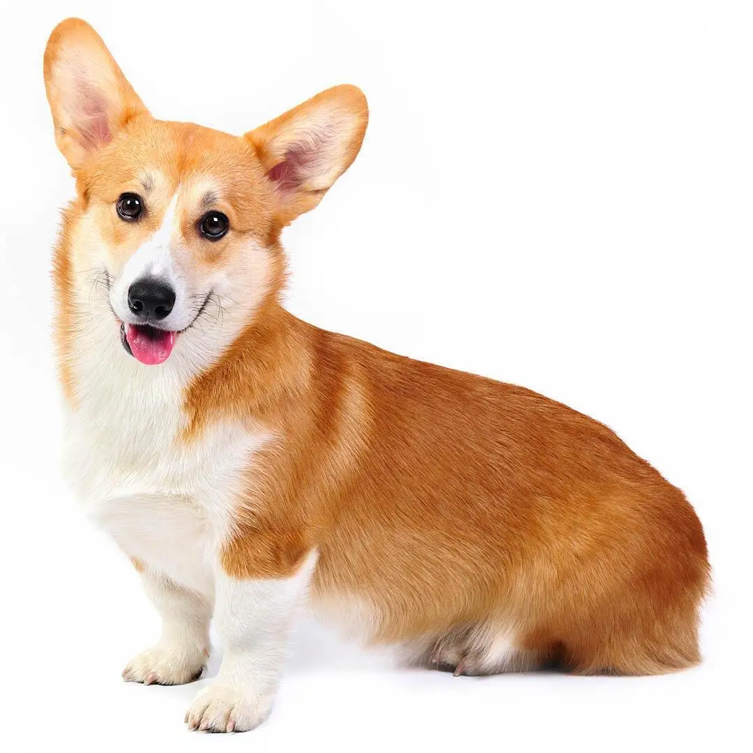 Pembroke Welsh Corgi