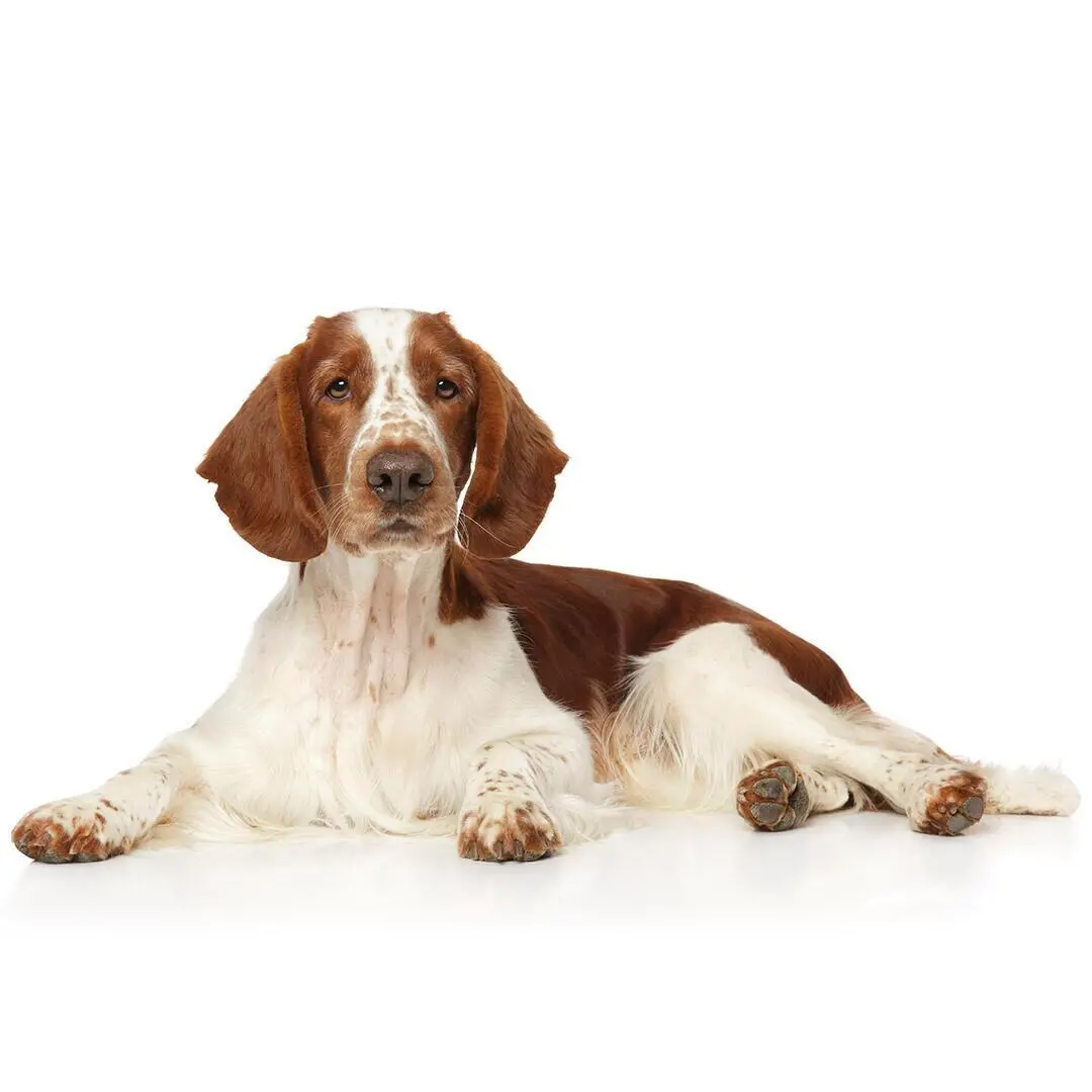 Welsh Springer Spaniels