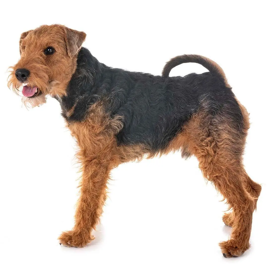 Welsh Terrier