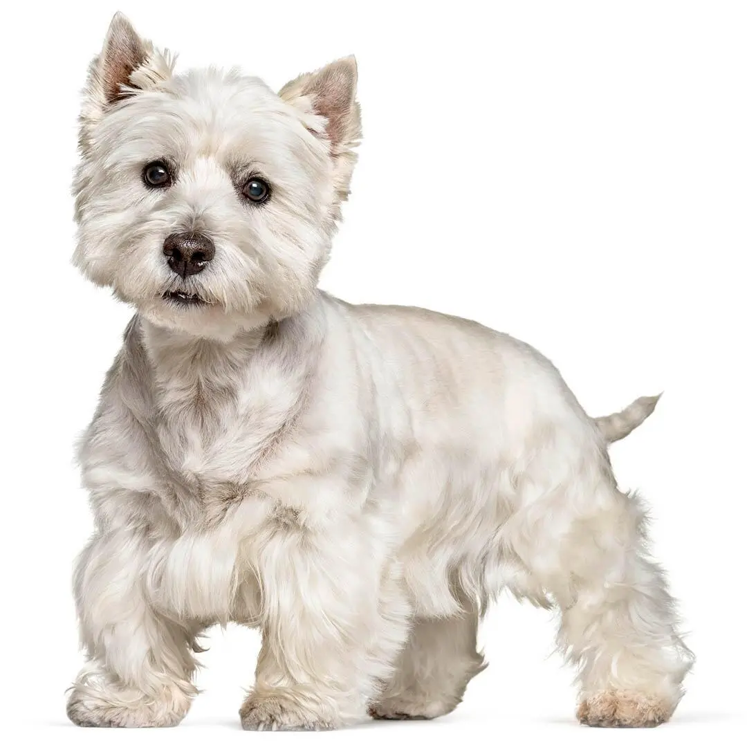 West Highland White Terrier